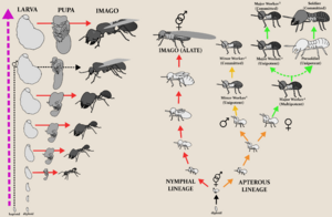 Termite vs Ant Developmental biology