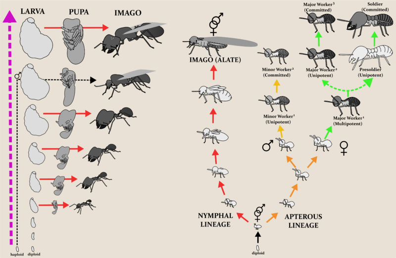 Termite vs Ant Developmental biology