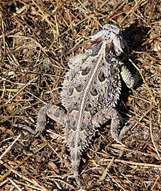 Texas Horned Lizard, Texas, US imported from iNaturalist photo 1799364