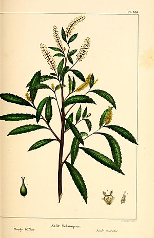 The North American sylva; or, A description of the forest trees of the United States, Canada and Nova Scotia. Considered particularly with respect to their use in the arts and their introduction into (14758736426).jpg