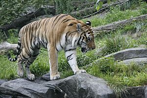 Tiger Bronx Zoo 2