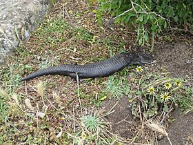 Tiliqua nigrolutea-melanistic morph