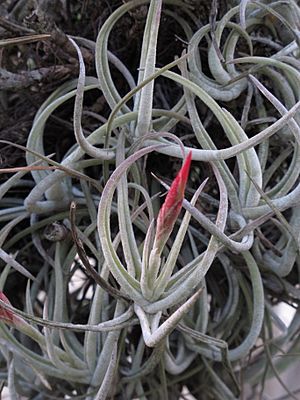 Tillandsia glabrior — Scott Zona 001.jpg
