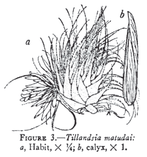 Tillandsia matudai 01.gif