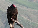 Turkey Vulture (3281883351).jpg