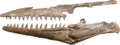 Tylosaurus nepaeolicus AMNH 124, 134