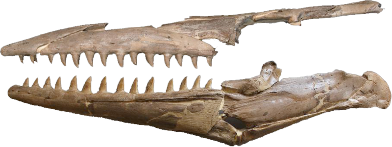 Tylosaurus nepaeolicus AMNH 124, 134