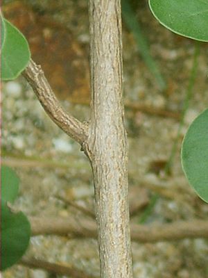 Vitex trifolia subsp. litoralis 06