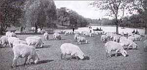 Washington Park Sheep