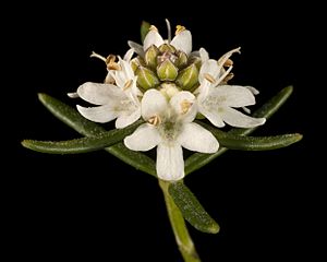 Westringia cephalantha - Flickr - Kevin Thiele.jpg