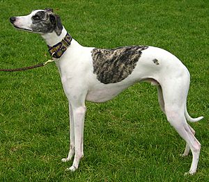 Whippet Facts for Kids