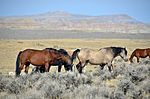 Four or five horses moving across a prairie with sagebrush in the foreground and mountains in the background