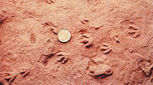 World's smallest dinosaur tracks found at Wasson Bluff, Nova Scotia, Canada in 1984.jpg