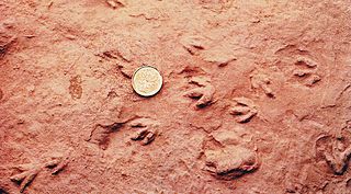 World's smallest dinosaur tracks found at Wasson Bluff, Nova Scotia, Canada in 1984