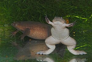 Xenopus tropicalis02.jpeg