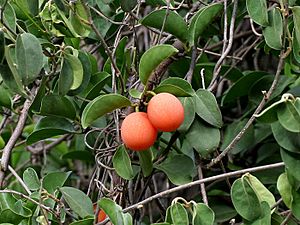 Ximenia americana leaves & fruit at Chilkur near Hyderabad, AP W2 IMG 7288.jpg