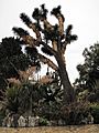 Yucca filifera Monaco