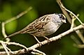 Zonotrichia atricapilla -British Columbia, Canada-8