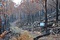 2009 Lake Mountain after bushfire DSC 0335