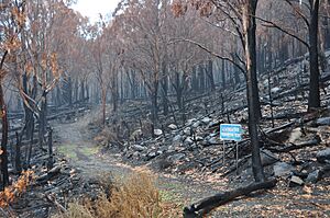 2009 Lake Mountain after bushfire DSC 0335