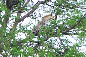 A leopard on the tree in the Serengeti Plain