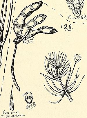 Illustration of "Acacia hippuroides"