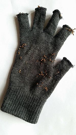 Acaena novae-zealandiae seeds on glove