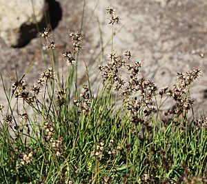 Alaska rush Juncus mertensianus swarm flowering
