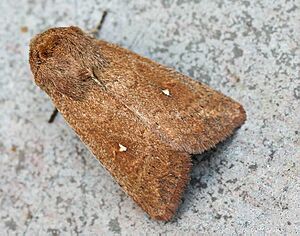 Aletia albipuncta01