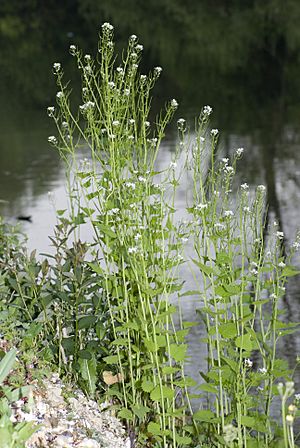 Alliaria petiolata marais-belloy-sur-somme 80 26042007 3.jpg
