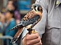 American kestrel (44273)