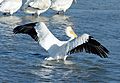 American white pelican, Brunswick, GA, US
