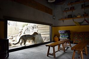 AmurLeopardGrandmasHouse