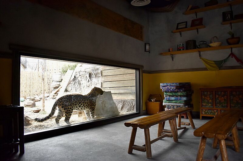 AmurLeopardGrandmasHouse