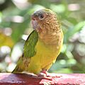 Aratinga pertinax -Colombia-8a-3c