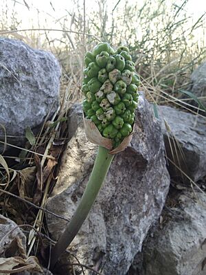 Arum palaestinum1