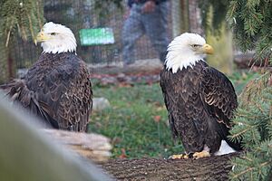 Bald Eagle Rescue at the Toledo Zoo