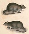 Bandicota bengalensis Hardwicke