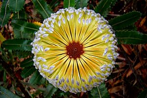 Banksia in the Blue Mountains.jpg