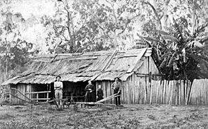 Bark dwelling at Logan Village, Queensland