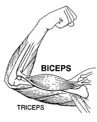 Biceps (PSF)
