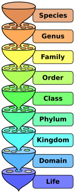 Biological classification L Pengo