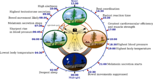 Biological clock human