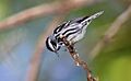 Black-and-white-warbler-109a