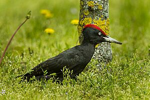 Black Woodpecker taking an ant bath - HungaryCS4E4536 (15788008504)