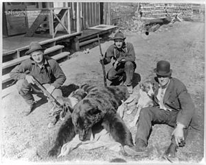 Black bear weighing 252 lbs. shot by Jim O'Brine at Saltese, Montana, May 12, 1910