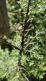 Black scale on Melaleuca ericifolia 1