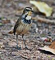 Bluethroat (Luscinia svecica)- Female at Bharatpur I IMG 5484