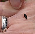 Boone-may-16-beetle
