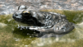 Boorolong Frog sitting in pond